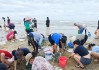 台风韦帕走后，北海大墩海惊现大量海螺，游客市民说根本捡不完