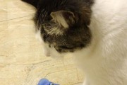 猫咪闻电风扇叫的原因是什么？这是正常行为吗？