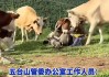 疑似反转！五台山游客被牛群踩踏，当事人道出实情，否认喂牛肉干