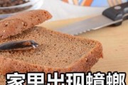 咖啡机成为蟑螂的温床——探究原因及防治方法（揭开咖啡机成为蟑螂滋生地的谜团）