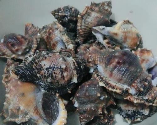 清洗油烟机的妙招——以海螺为神器（海螺帮你轻松清洁油烟机）