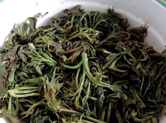 香椿可以放冰箱保存吗？如何正确冷藏保鲜？