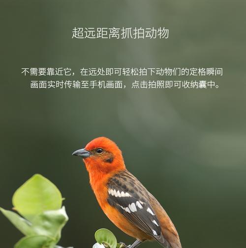 超远望长焦镜头如何在手机上使用？
