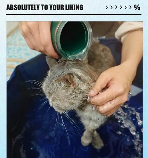 喝热水器猫猫会死吗为什么？热水器水对宠物有害吗？