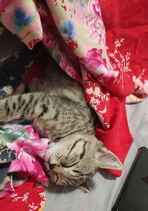 喝热水器猫猫会死吗为什么？热水器水对宠物有害吗？