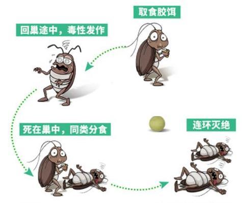 电视机后面蟑螂怎么清理？有效方法有哪些？