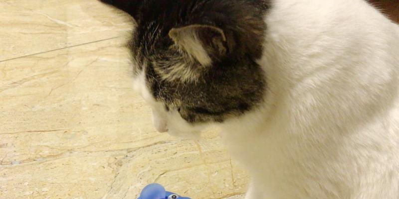 猫咪闻电风扇叫的原因是什么？这是正常行为吗？
