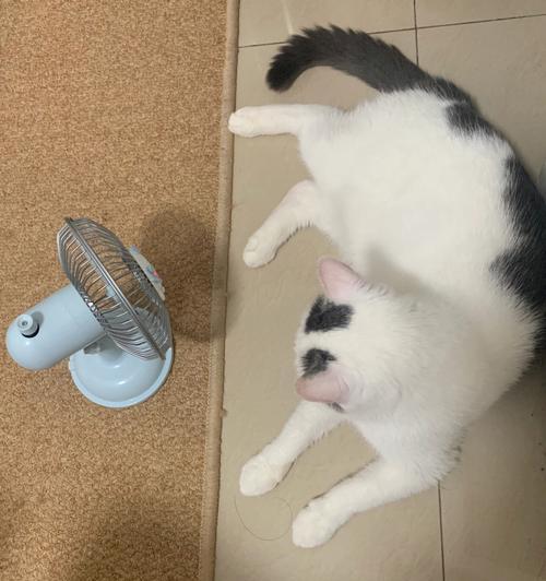 猫咪闻电风扇叫的原因是什么？这是正常行为吗？