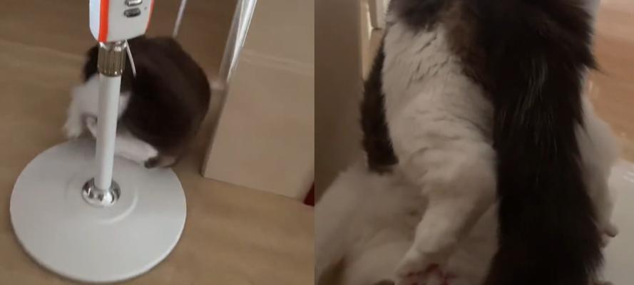 猫咪闻电风扇叫的原因是什么？这是正常行为吗？