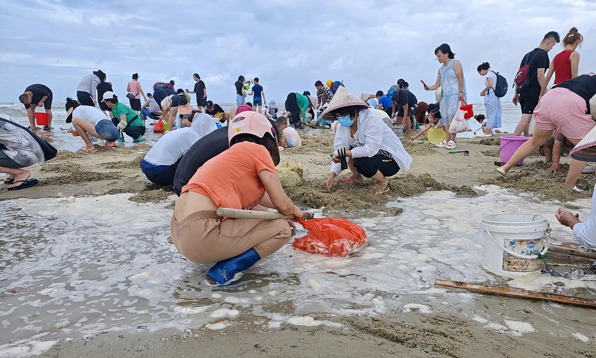 台风韦帕走后，北海大墩海惊现大量海螺，游客市民说根本捡不完