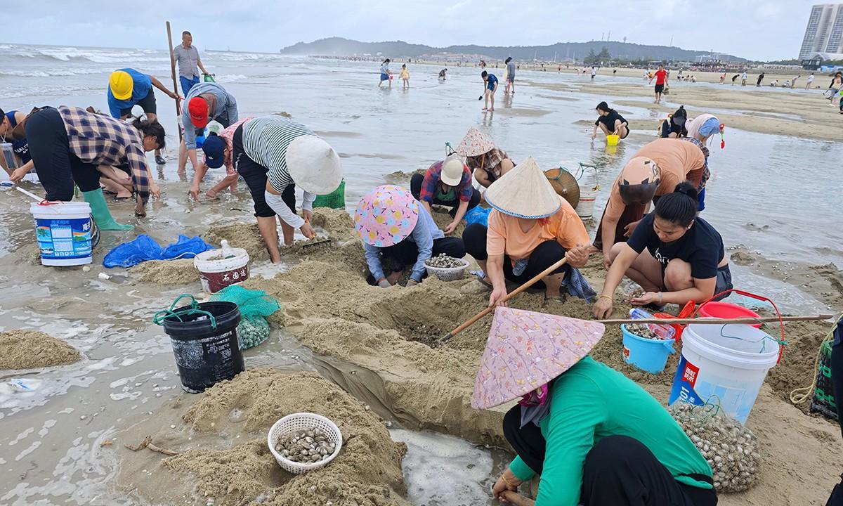 台风韦帕走后，北海大墩海惊现大量海螺，游客市民说根本捡不完