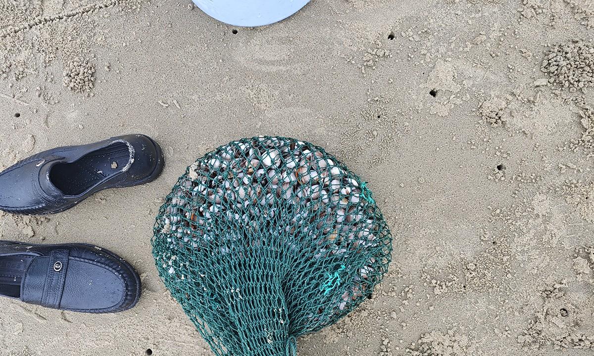 台风韦帕走后，北海大墩海惊现大量海螺，游客市民说根本捡不完